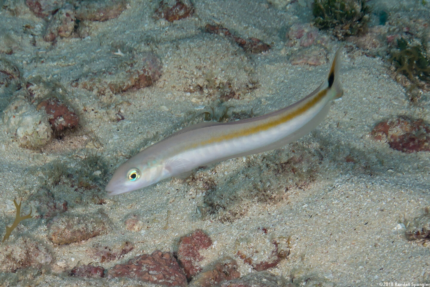 Malacanthus plumieri (Sand Tilefish)