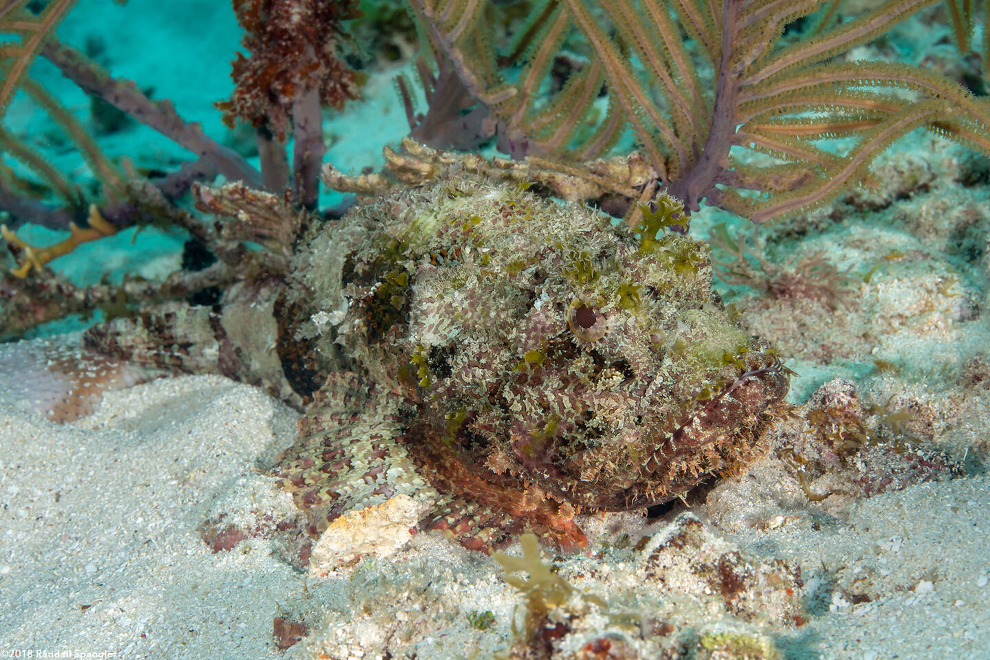 Scorpaena plumieri (Spotted Scorpionfish)