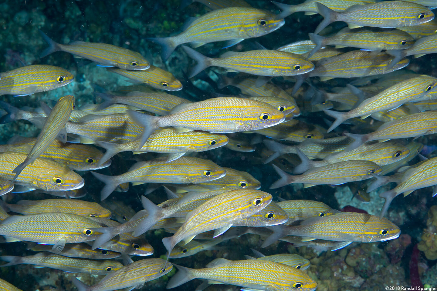 Haemulon aurolineatum (Tomtate)