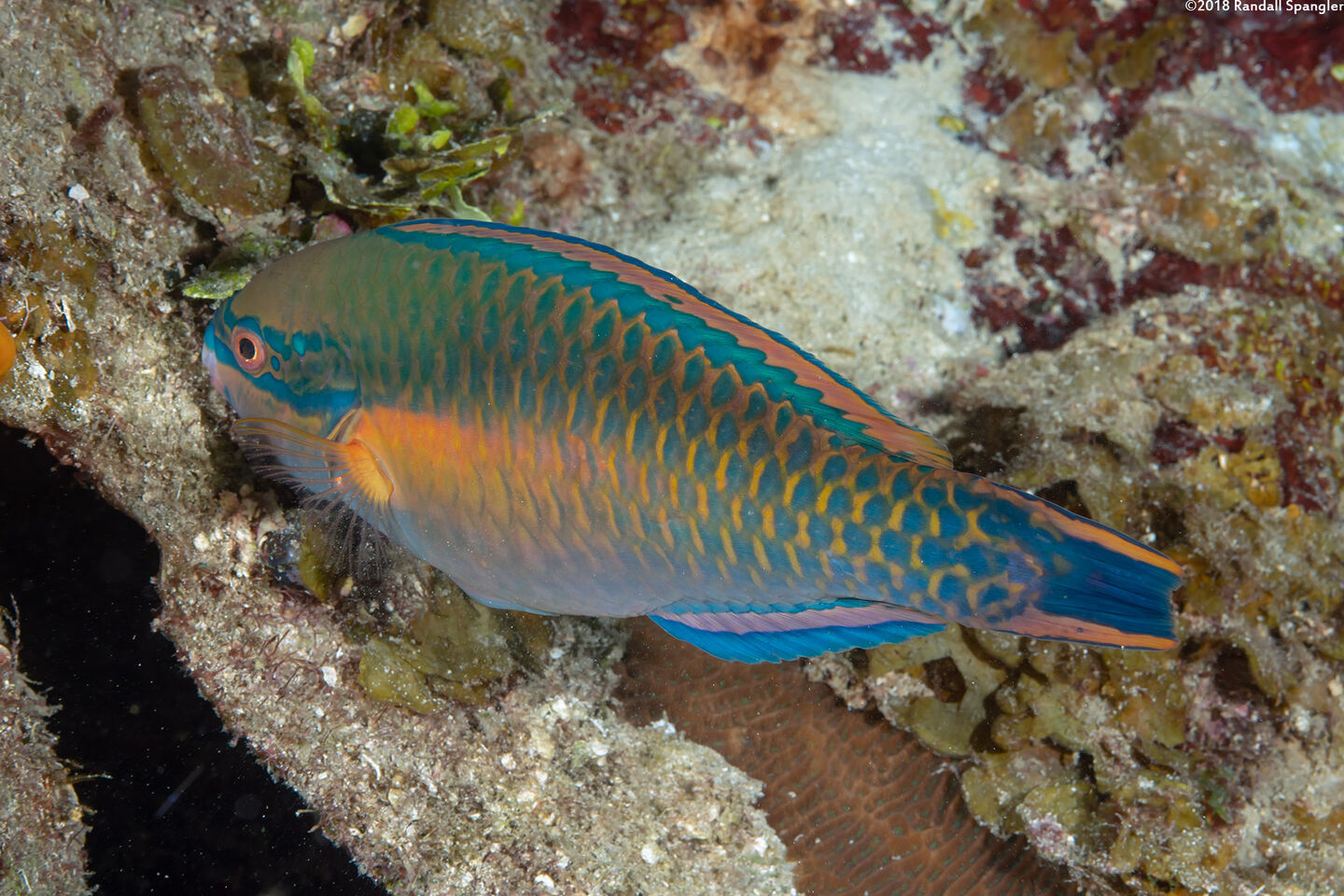 Scarus taeniopterus (Princess Parrotfish)