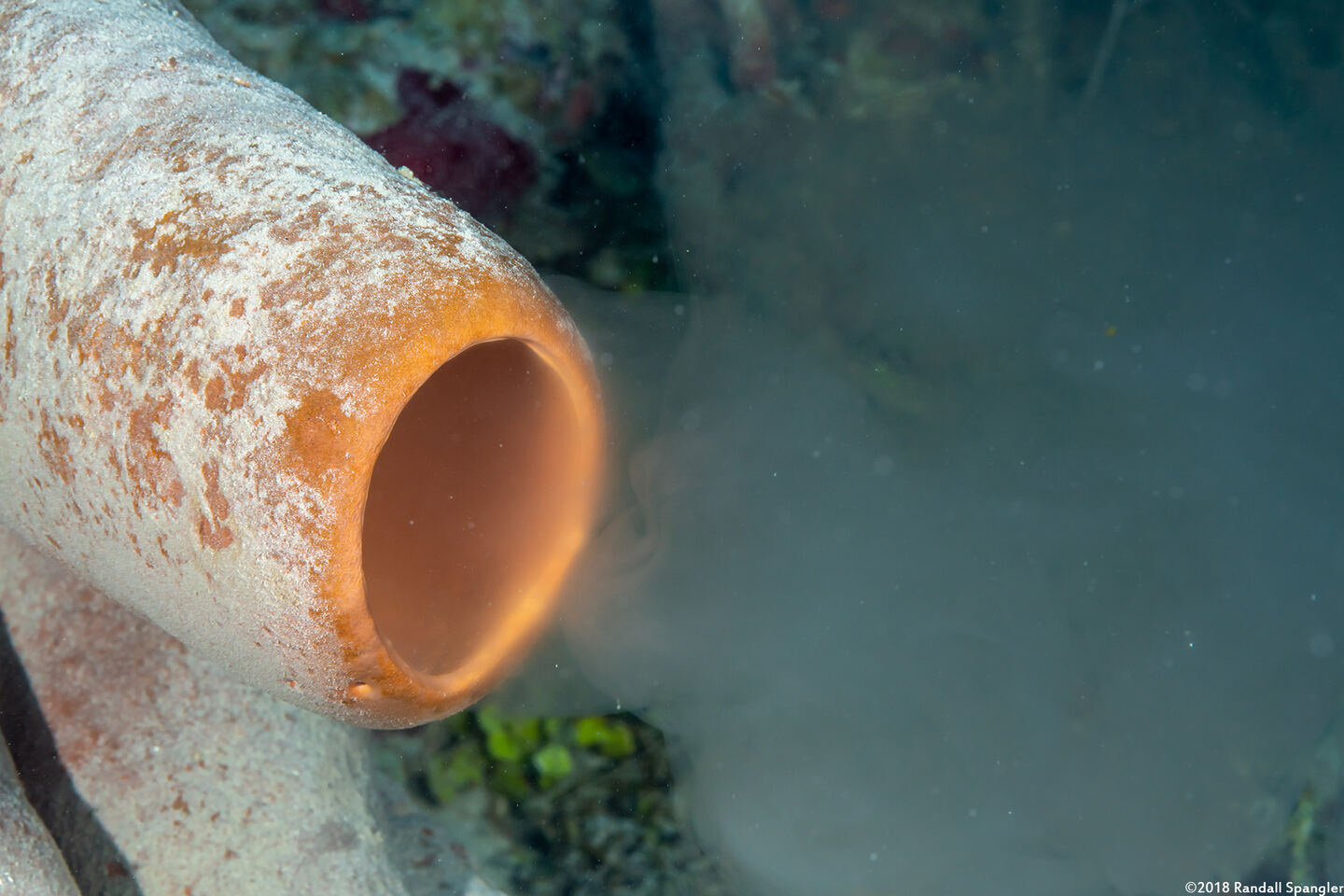 Agelas tubulata (Tubulate Sponge); Spawning