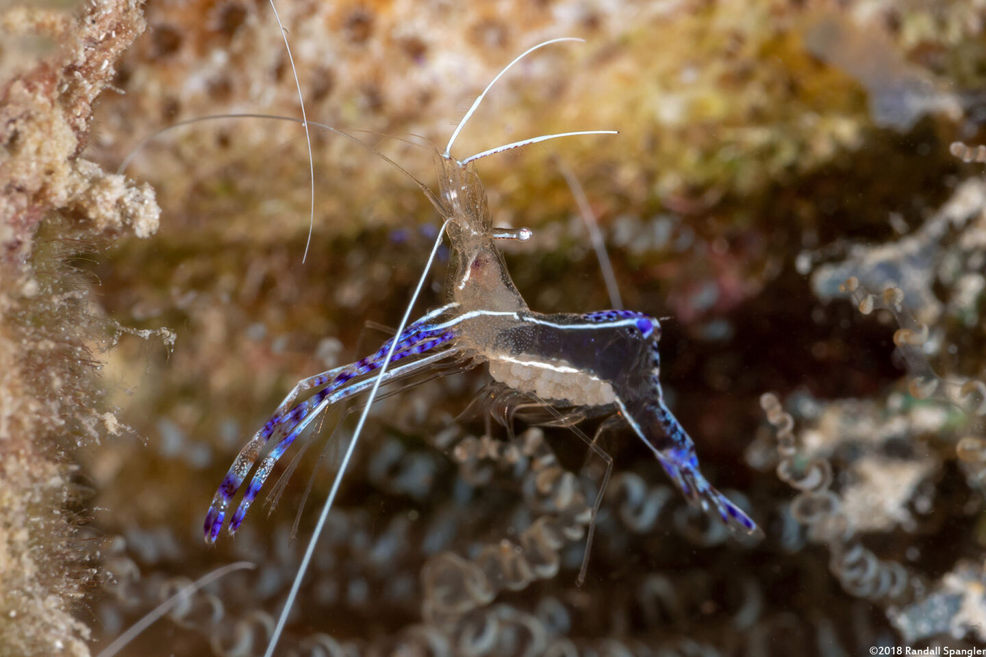 Ancylomenes pedersoni (Pederson Cleaner Shrimp)
