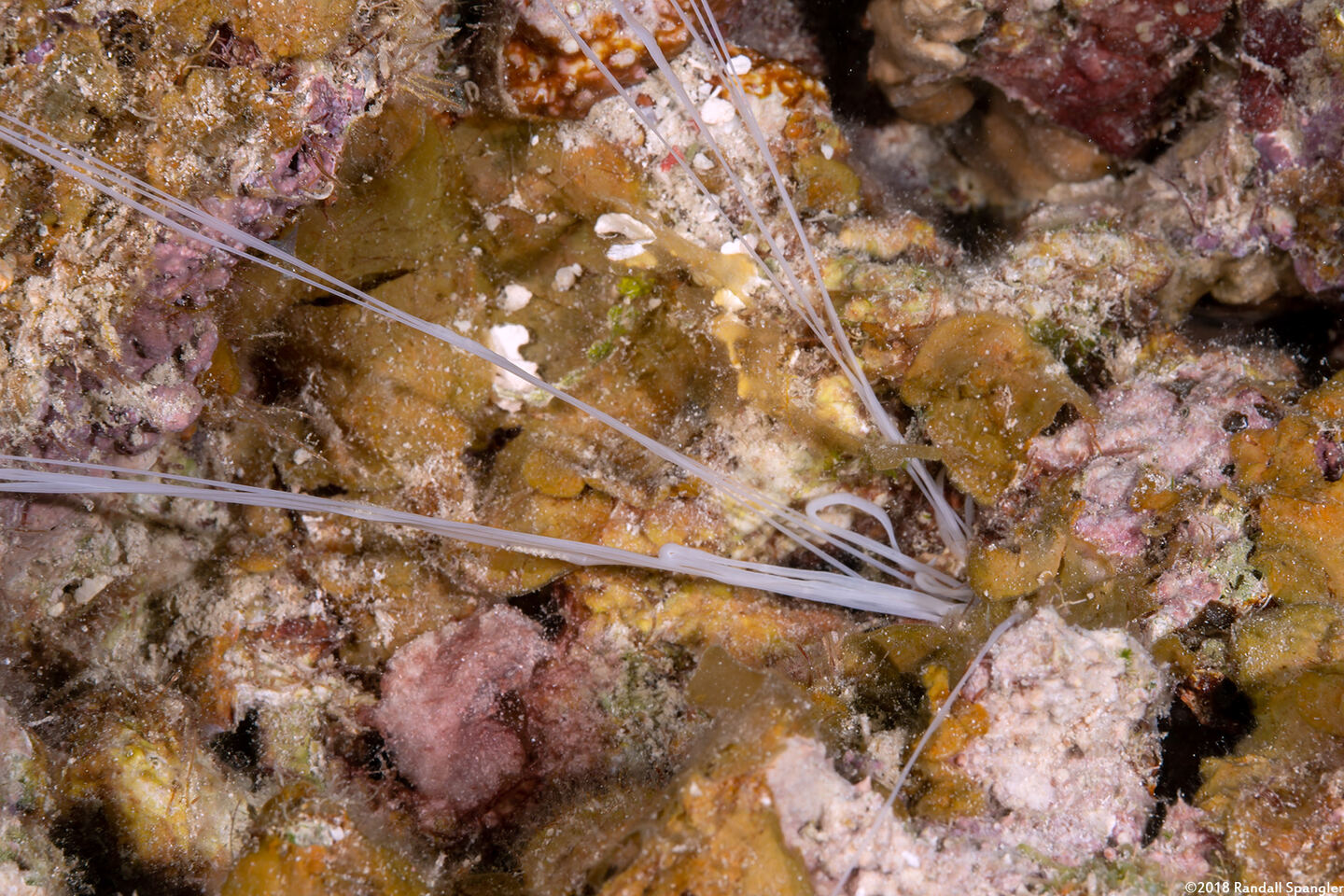 Terebellidae sp.1 (Spaghetti Worm)