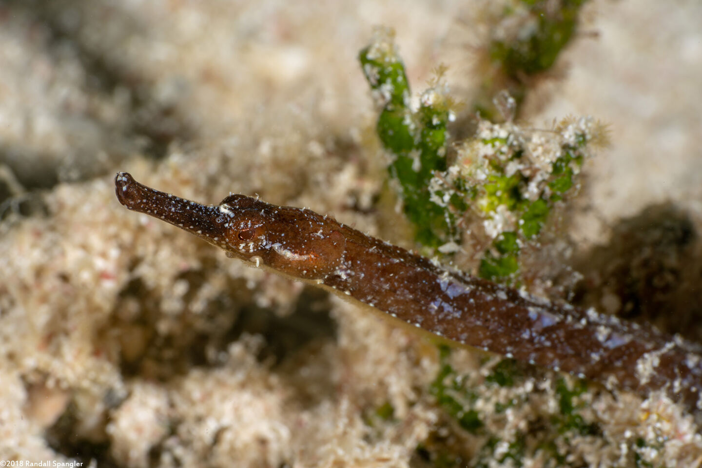 Cosmocampus albirostris (Shortfin Pipefish)
