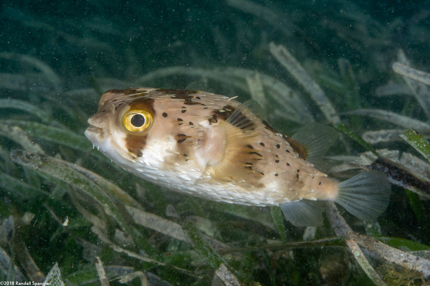 Diodon holocanthus (Longspine Porcupinefish)