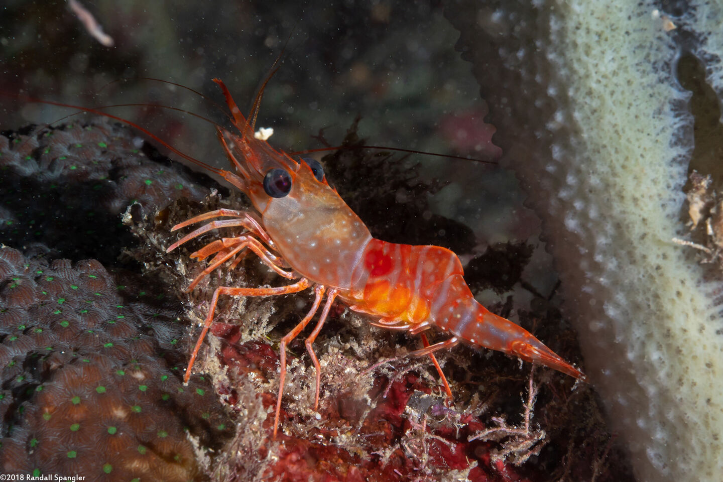 Cinetorhynchus manningi (Red Night Shrimp)