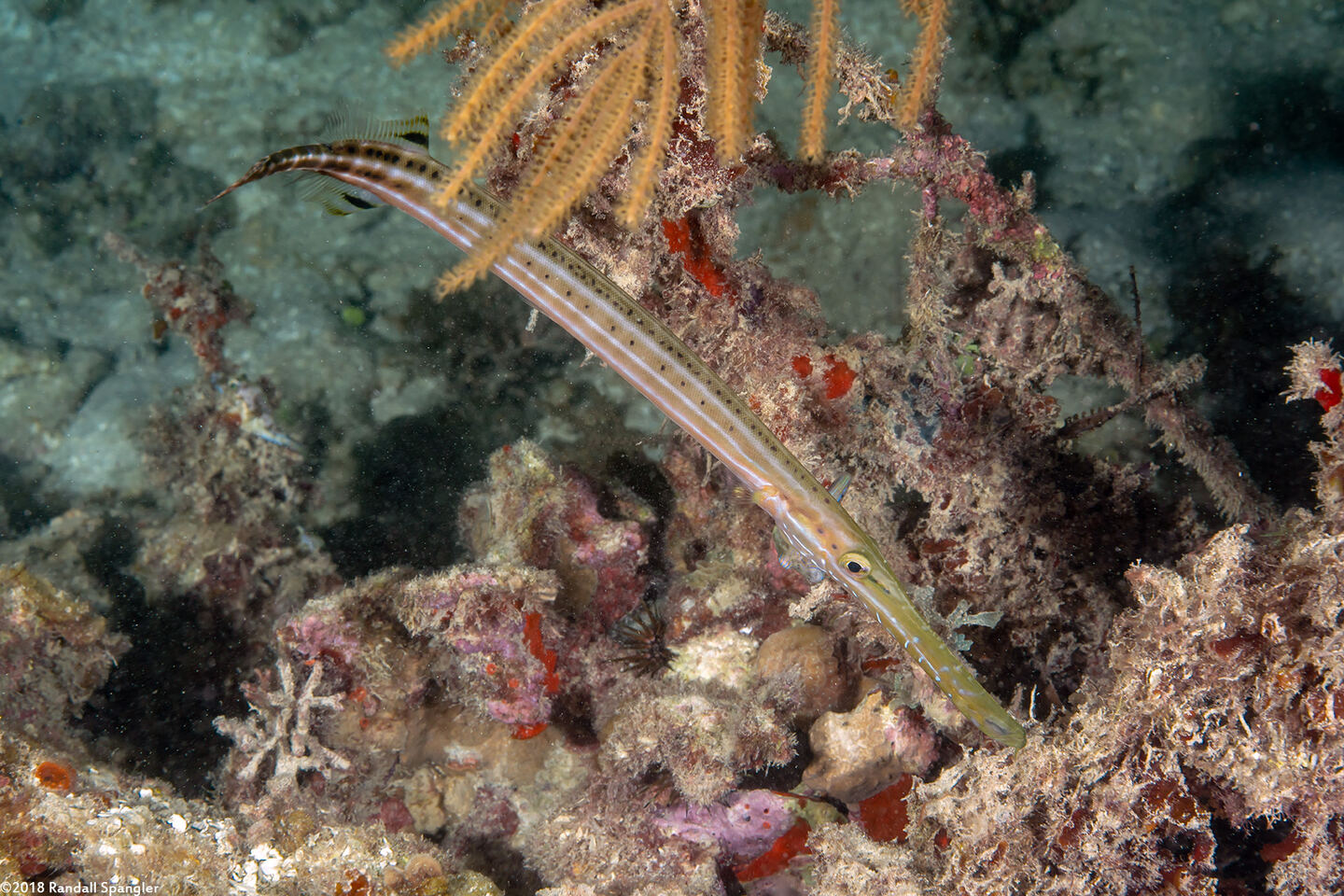 Aulostomus maculatus (Atlantic Trumpetfish)