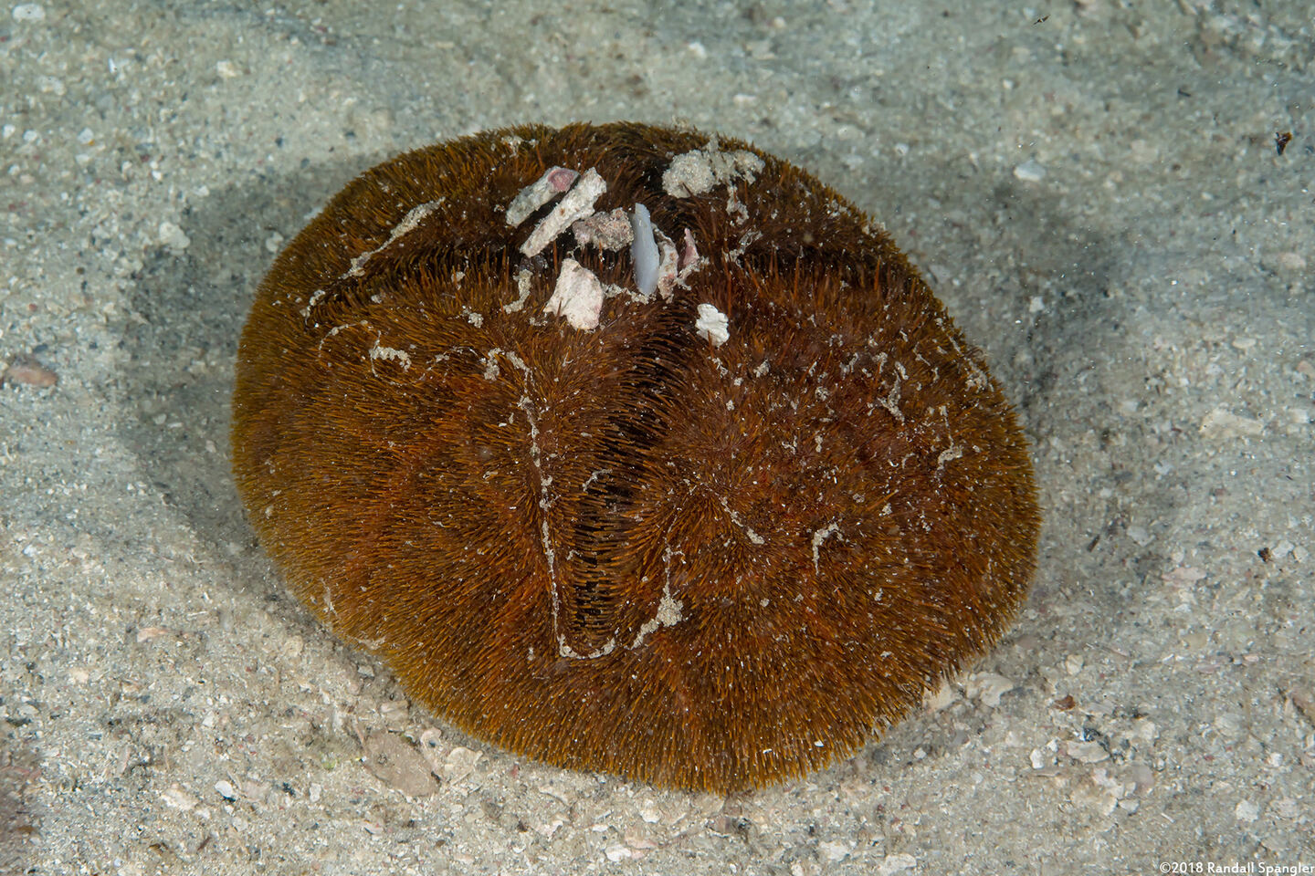Meoma ventricosa (Red Heart Urchin)
