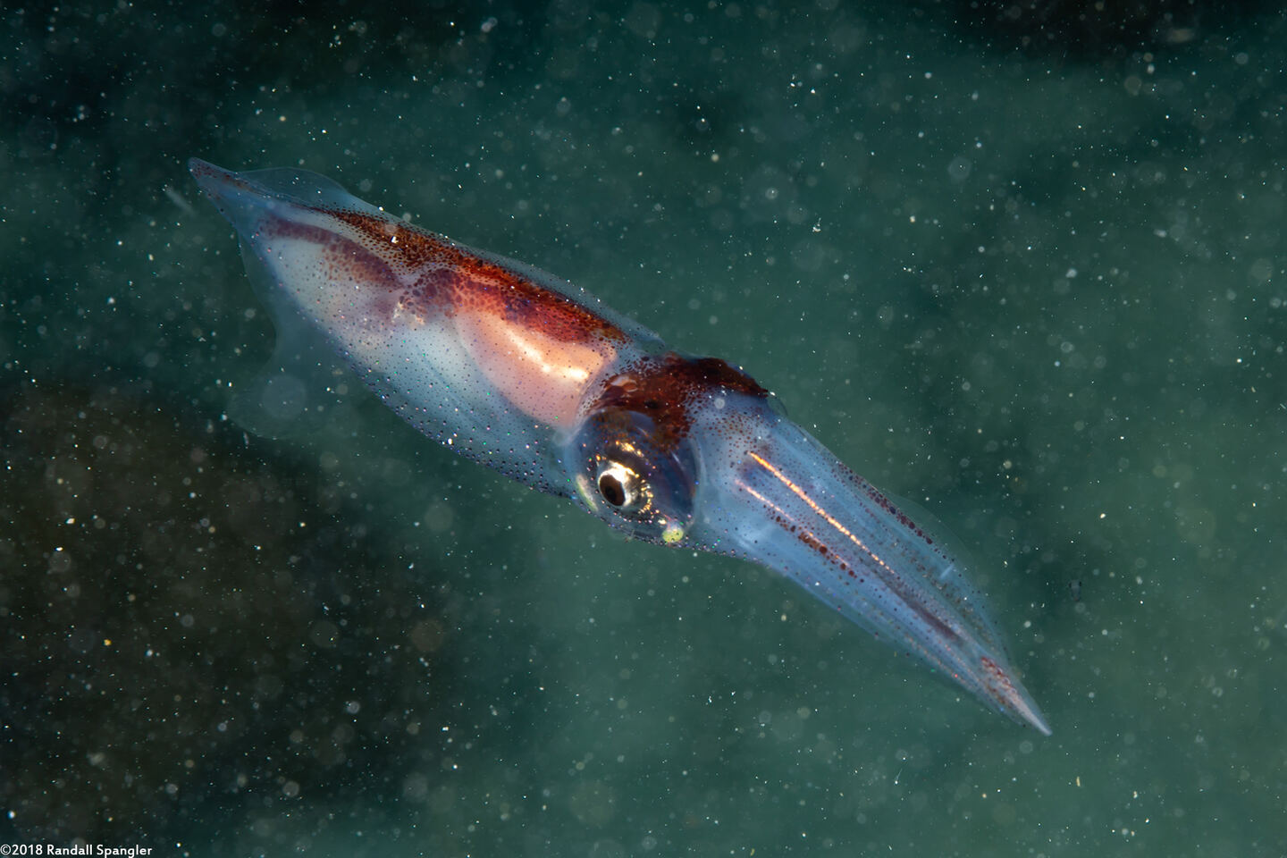 Abralia veranyi (Gianteye Squid)