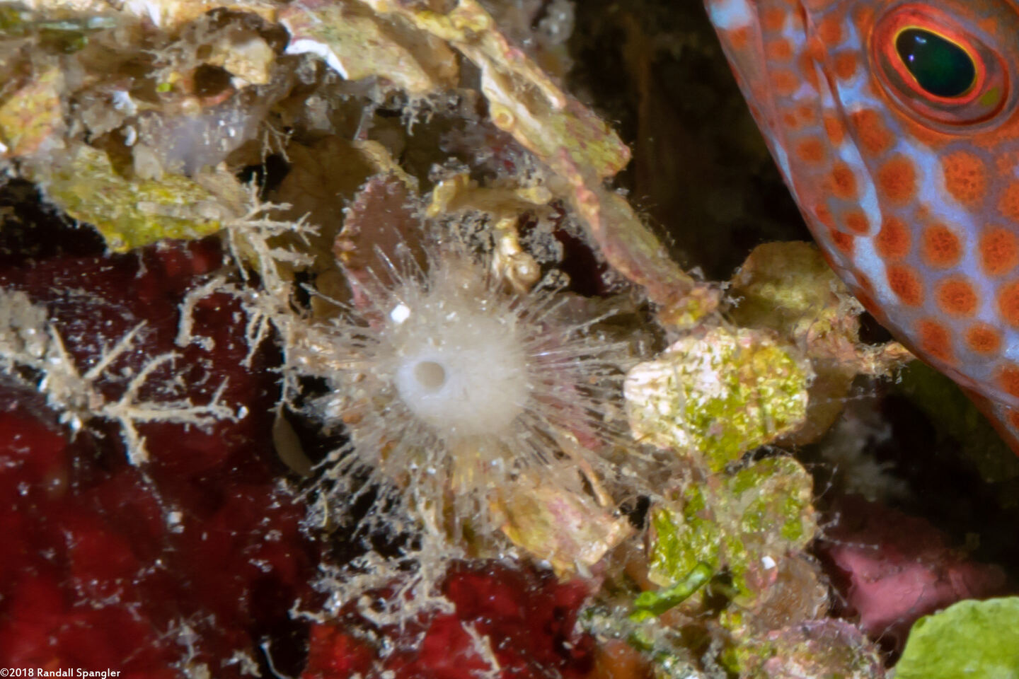 Leucandra barbata (Spinyball Sponge)