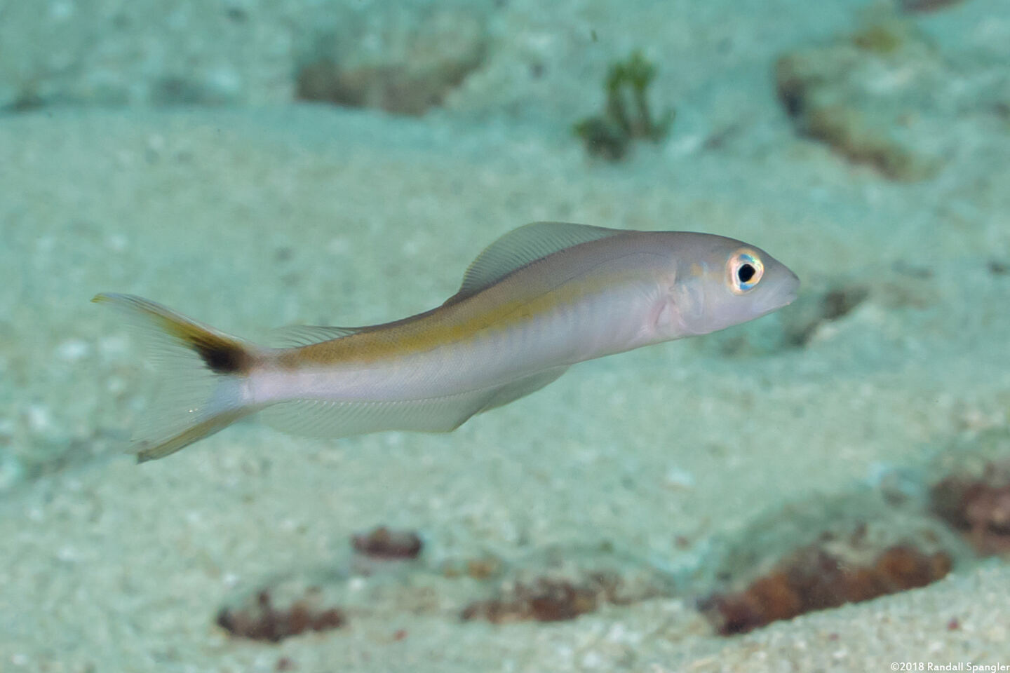 Malacanthus plumieri (Sand Tilefish)