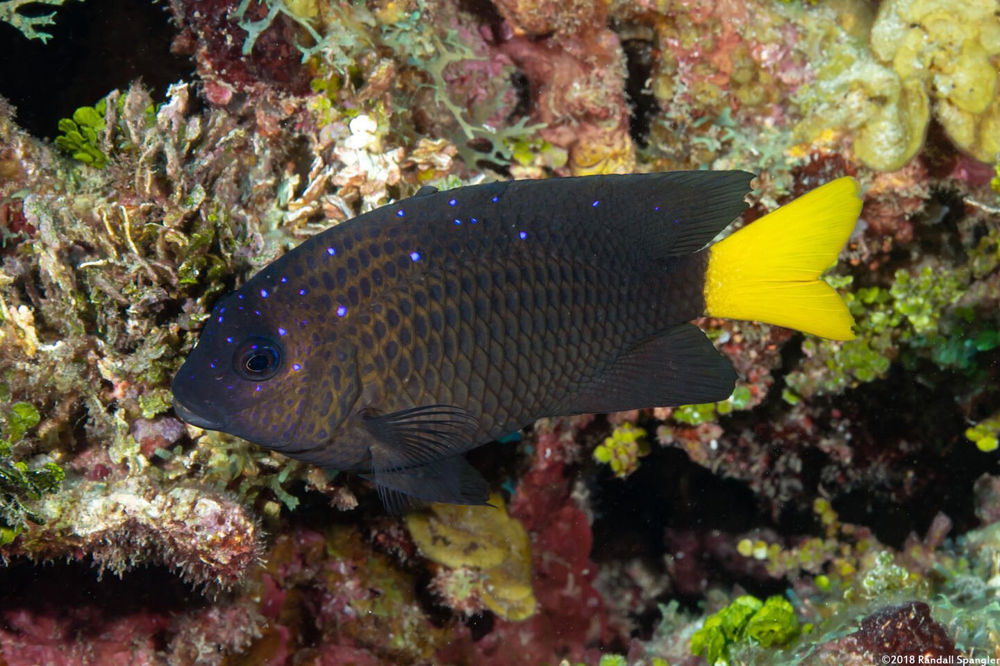 Microspathodon chrysurus (Yellowtail Damselfish)