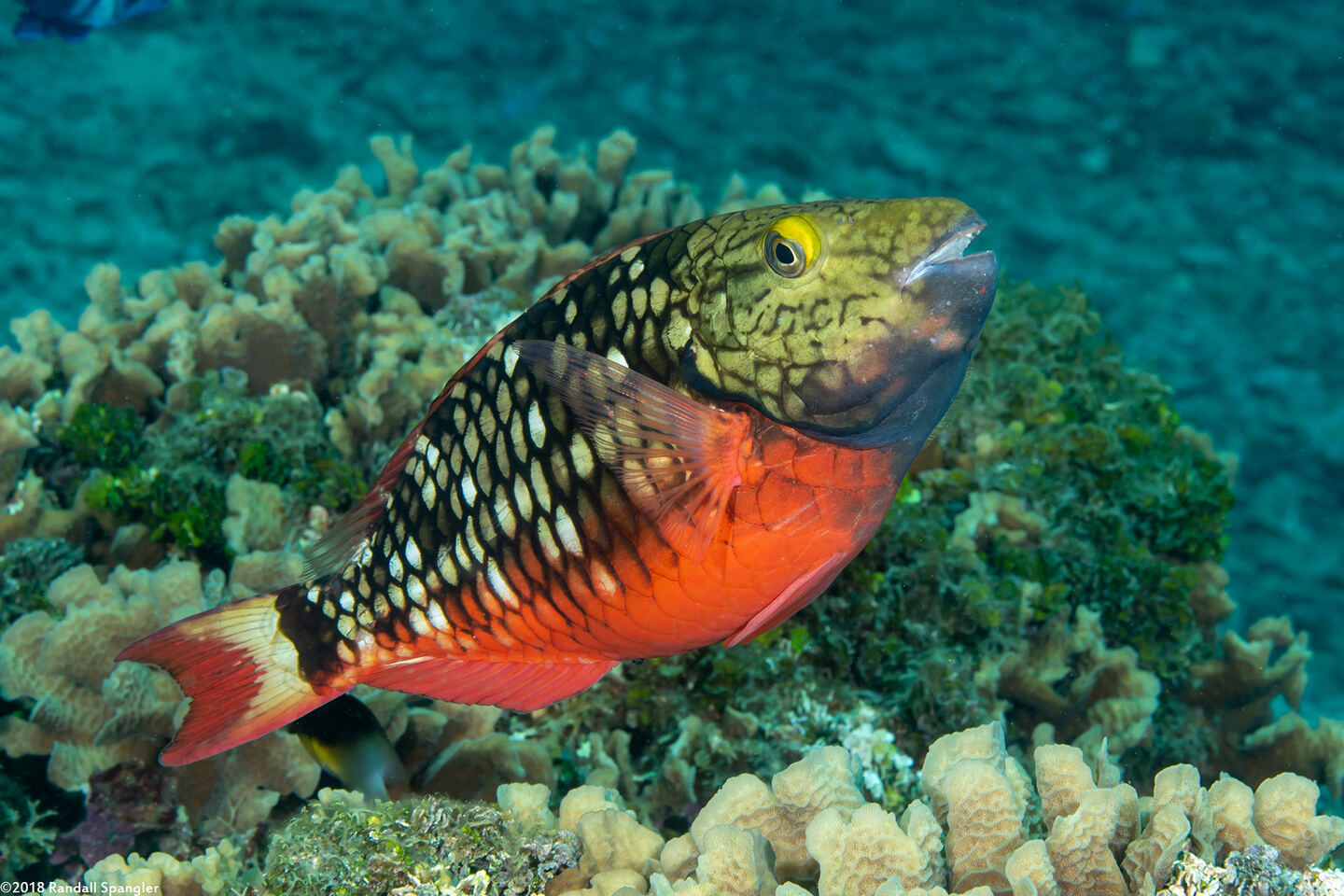Sparisoma viride (Stoplight Parrotfish)