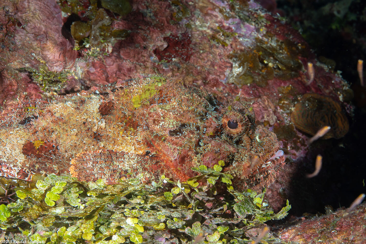 Scorpaena plumieri (Spotted Scorpionfish)