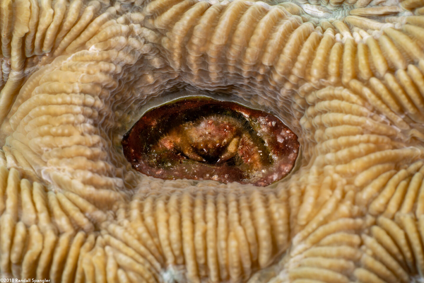 Mithraculus cinctimanus (Banded Clinging Crab)