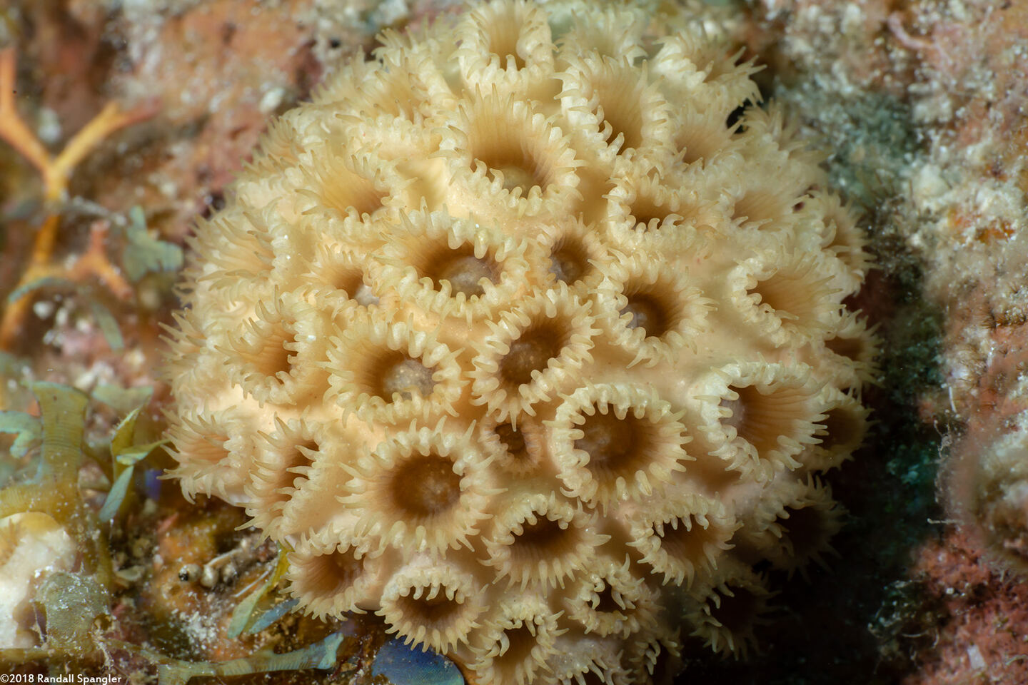 Palythoa caribaeorum (Encrusting Zoanthid)