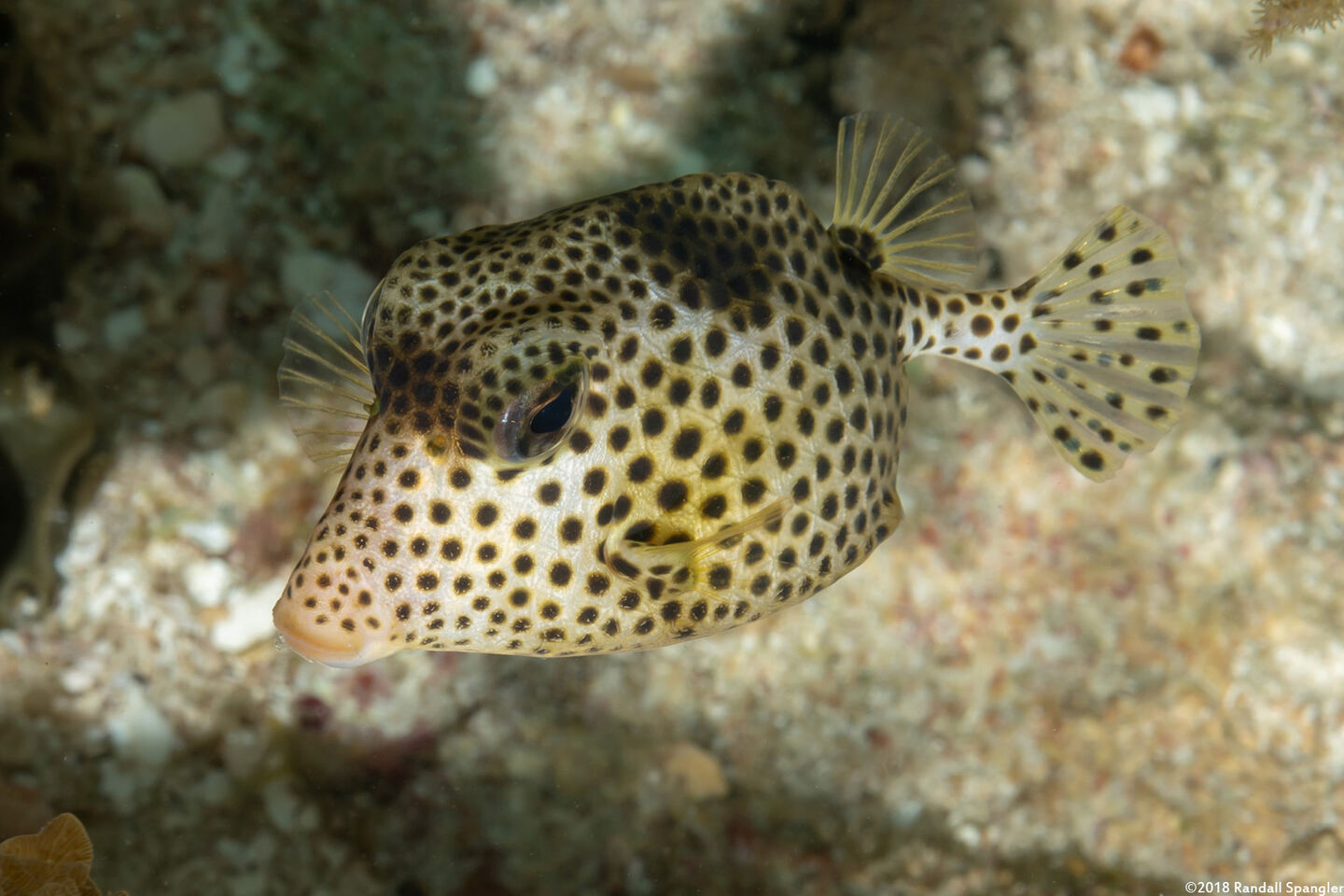Lactophrys bicaudalis (Spotted Trunkfish)