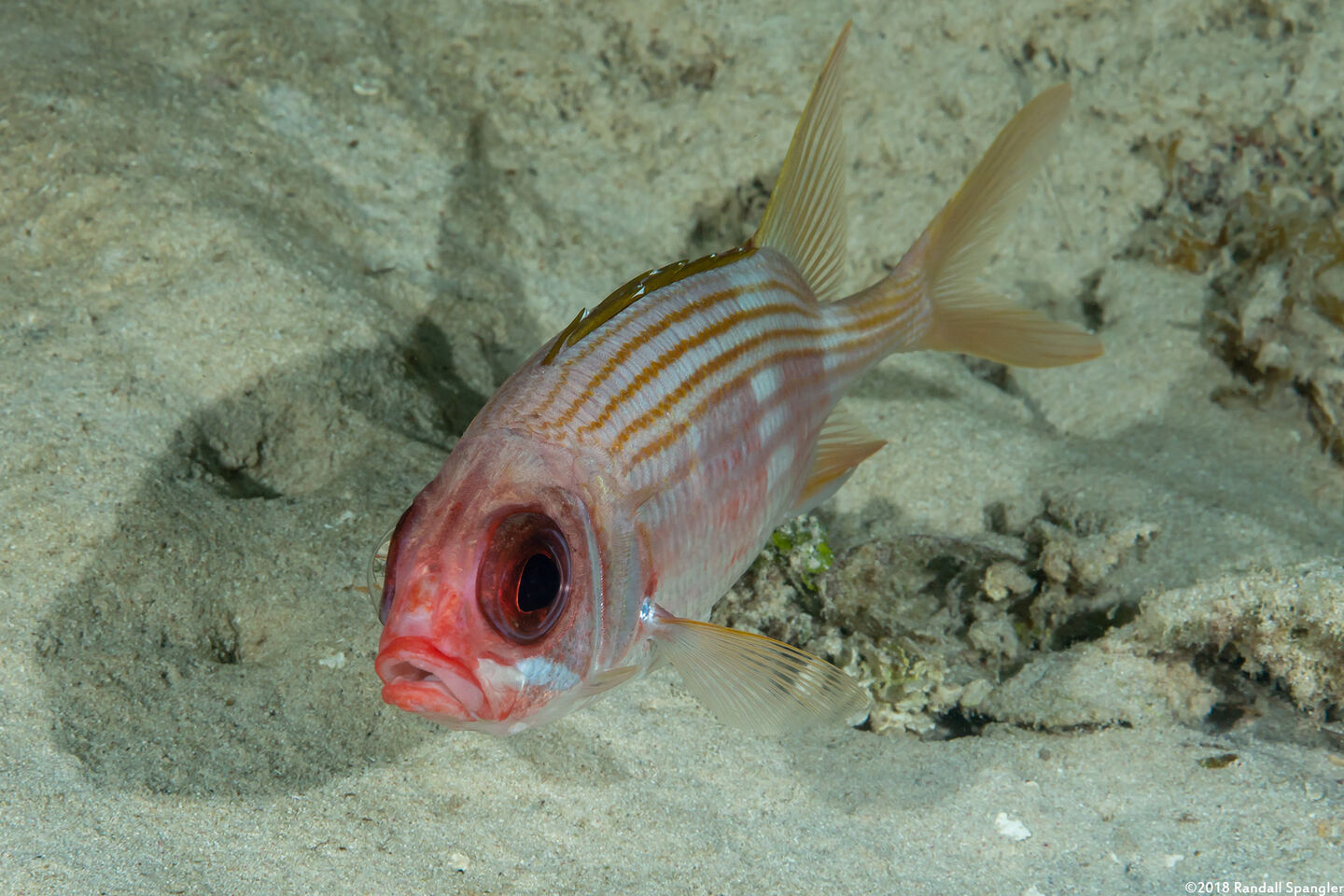 Holocentrus rufus (Longspine Squirrelfish)