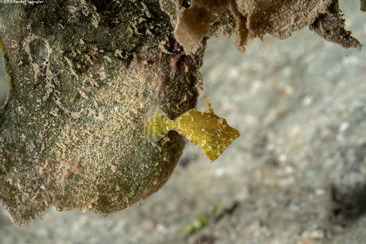 Monacanthus ciliatus (Fringed Filefish)