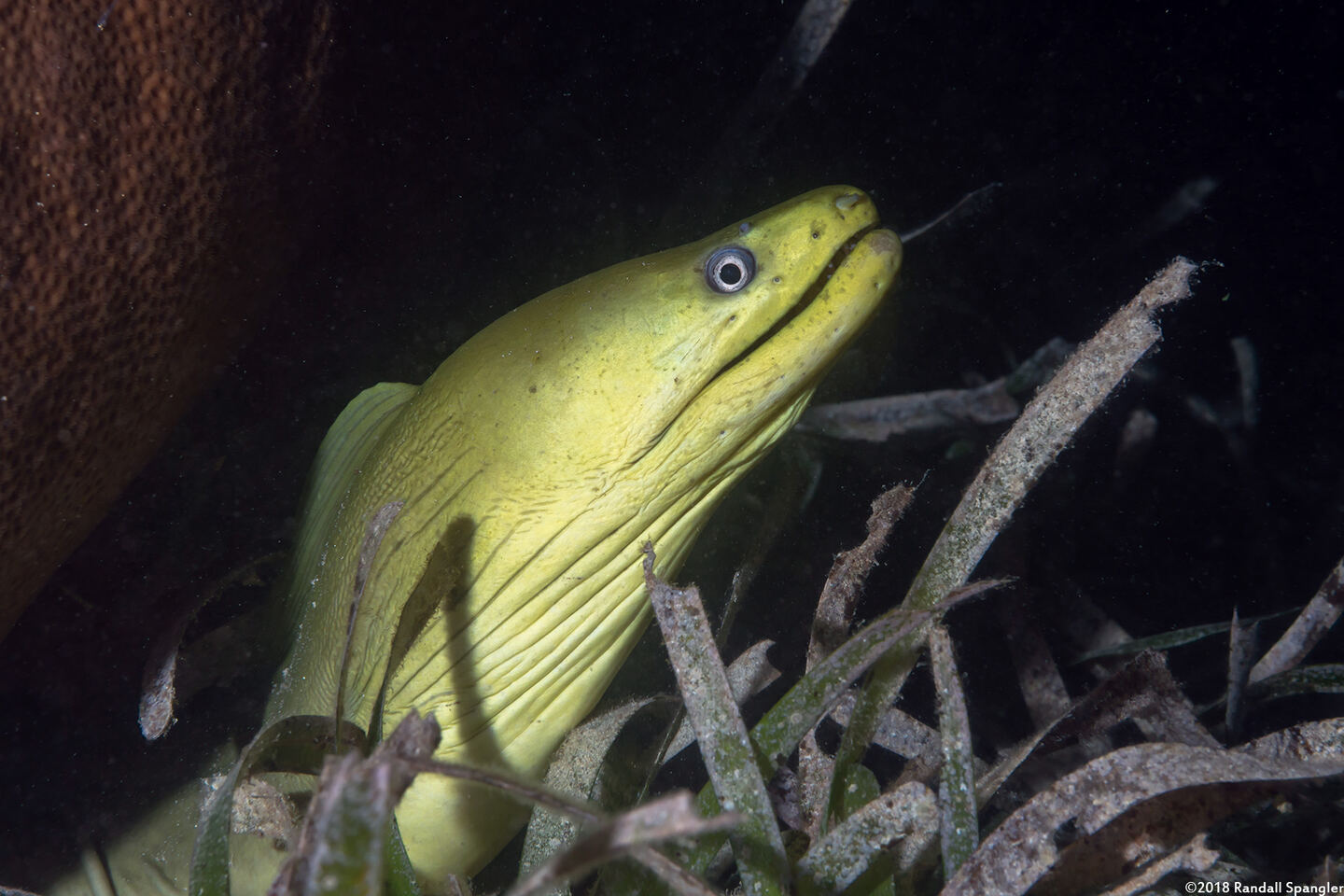 Gymnothorax funebris (Green Moray)