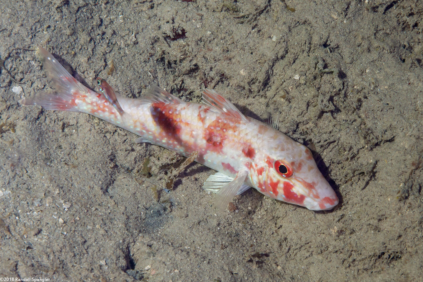Pseudupeneus maculatus (Spotted Goatfish)