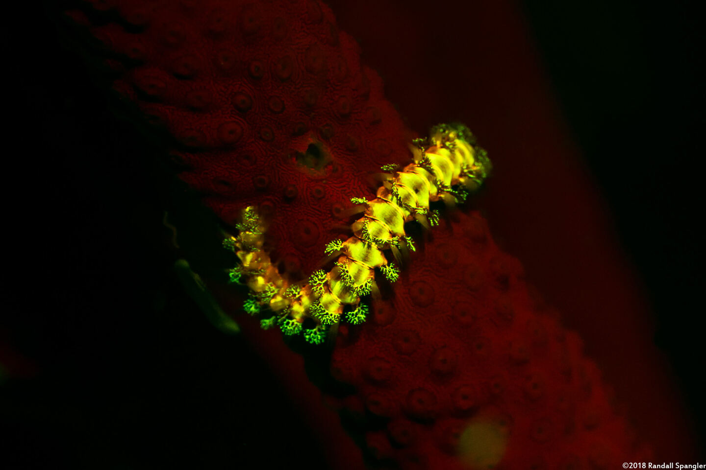 Hermodice carunculata (Bearded Fireworm)