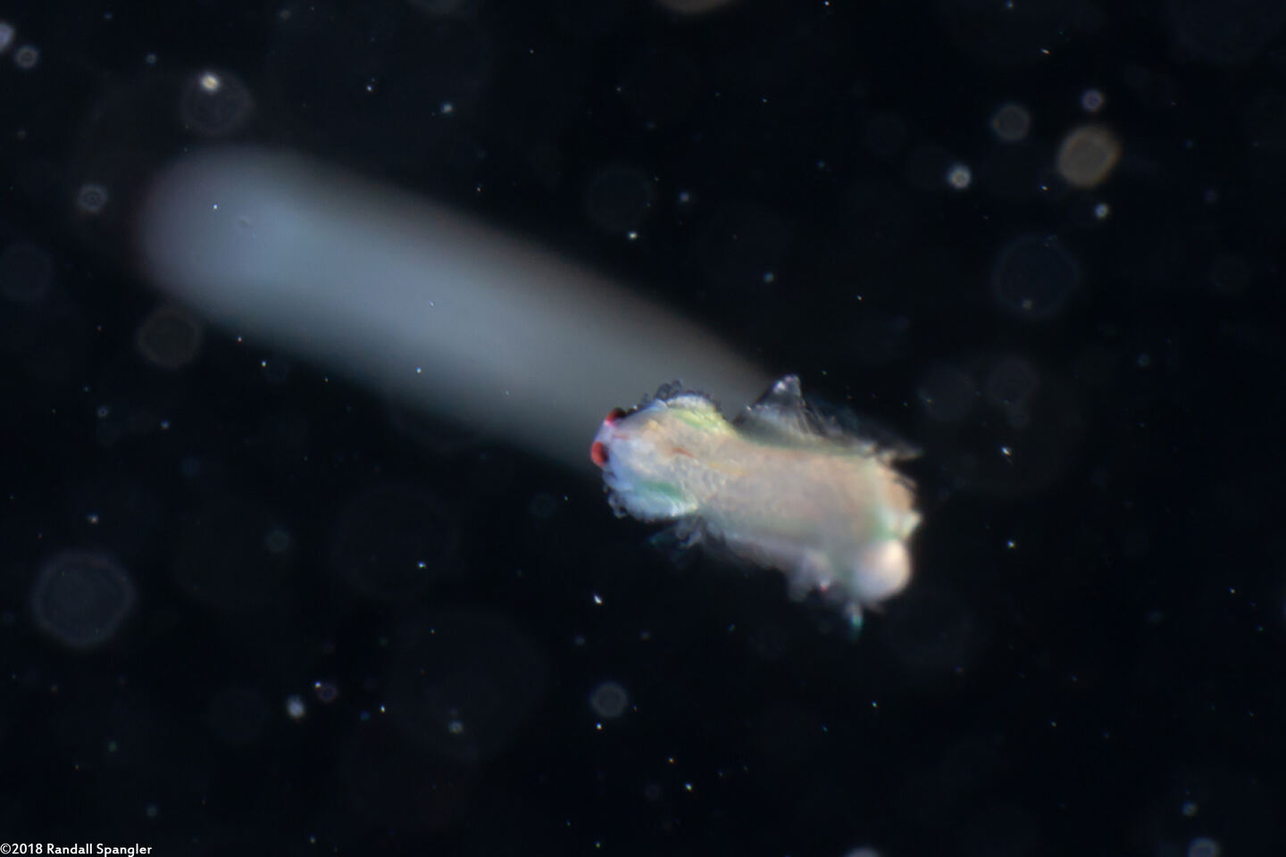 Phylum Nemertea (Ribbon Worm)