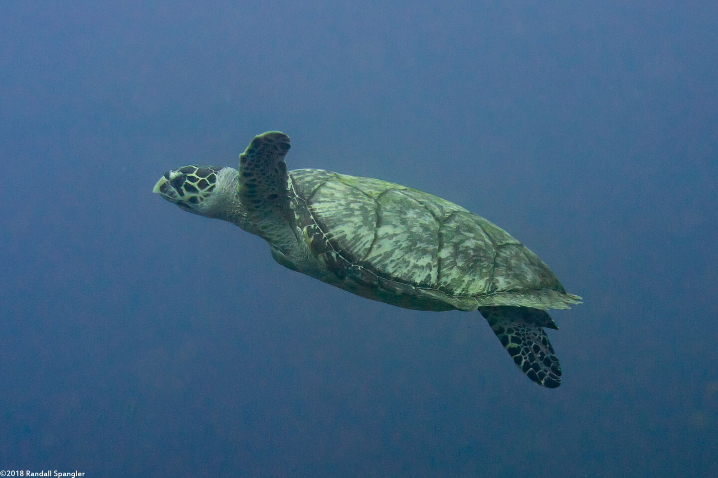 Eretmochelys imbricata (Hawksbill Turtle)