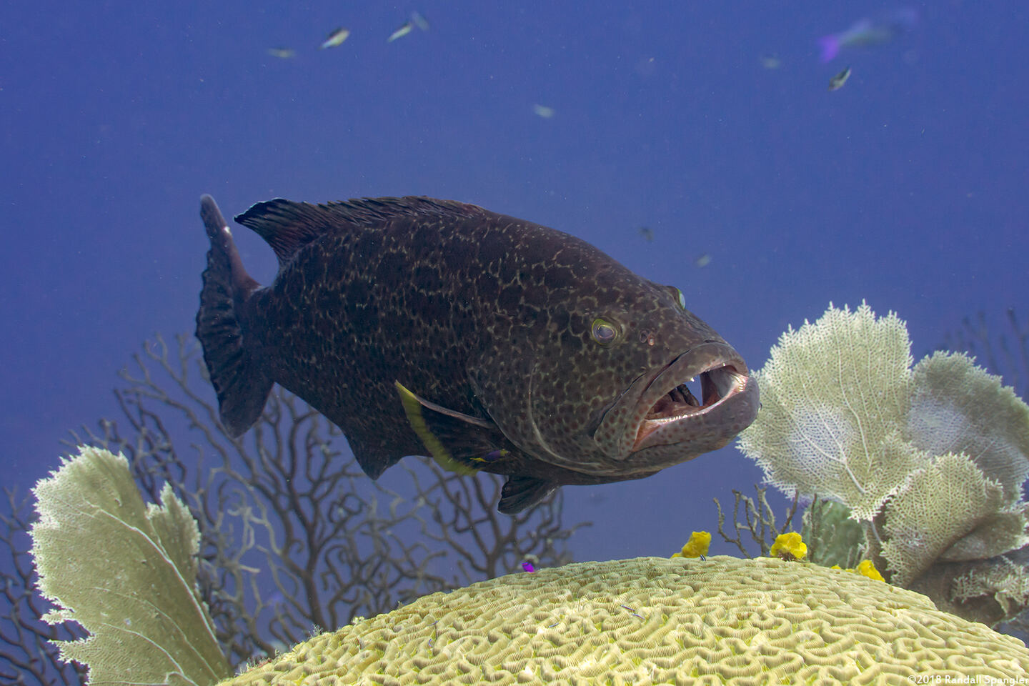 Mycteroperca venenosa (Yellowfin Grouper)