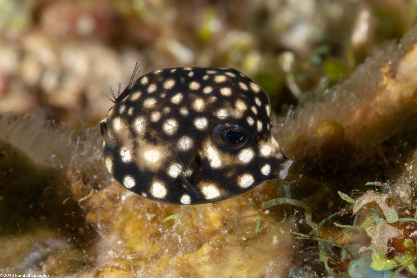 Lactophrys triqueter (Smooth Trunkfish)