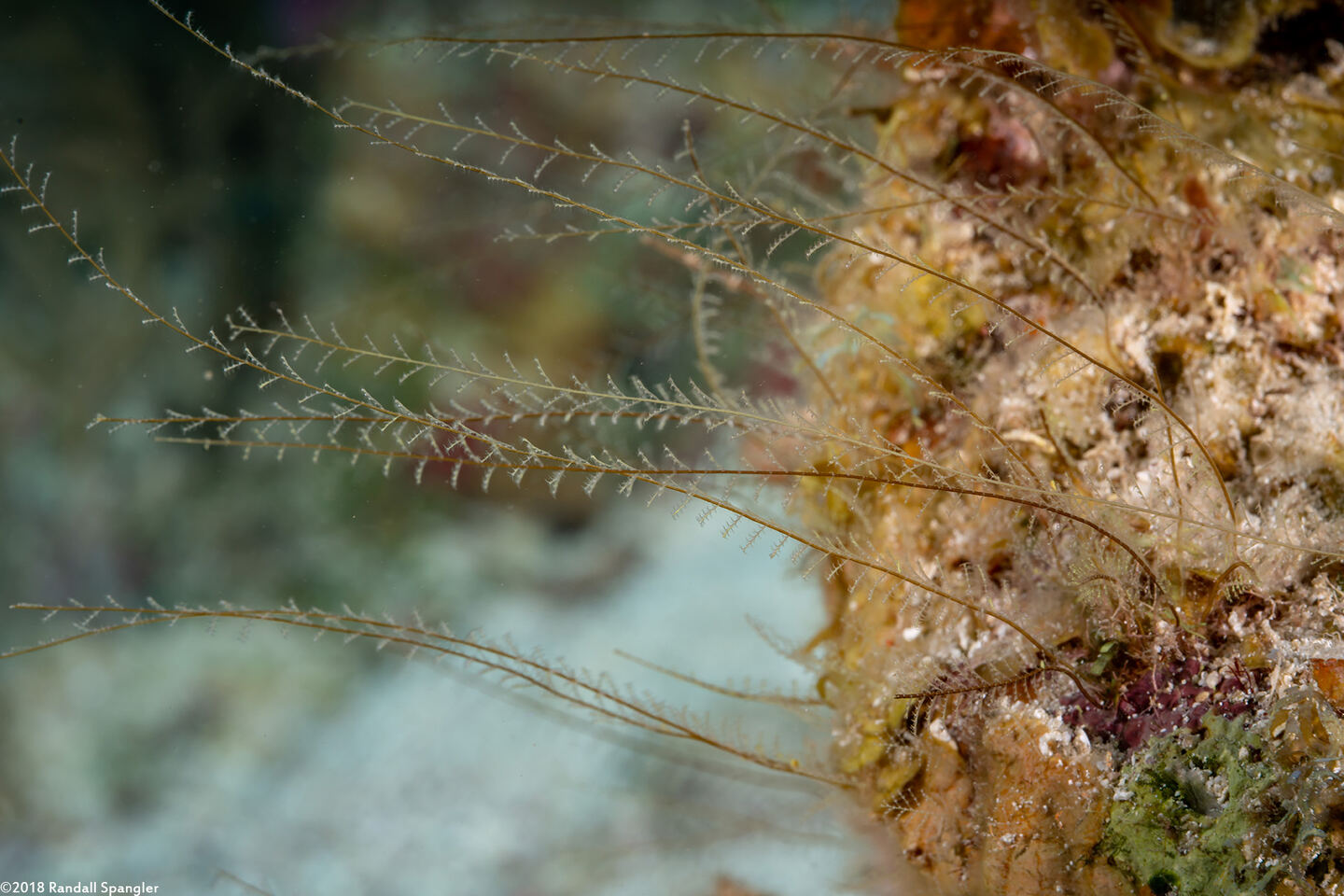 Gymnangium speciosum (Slender Feather Hydroid)