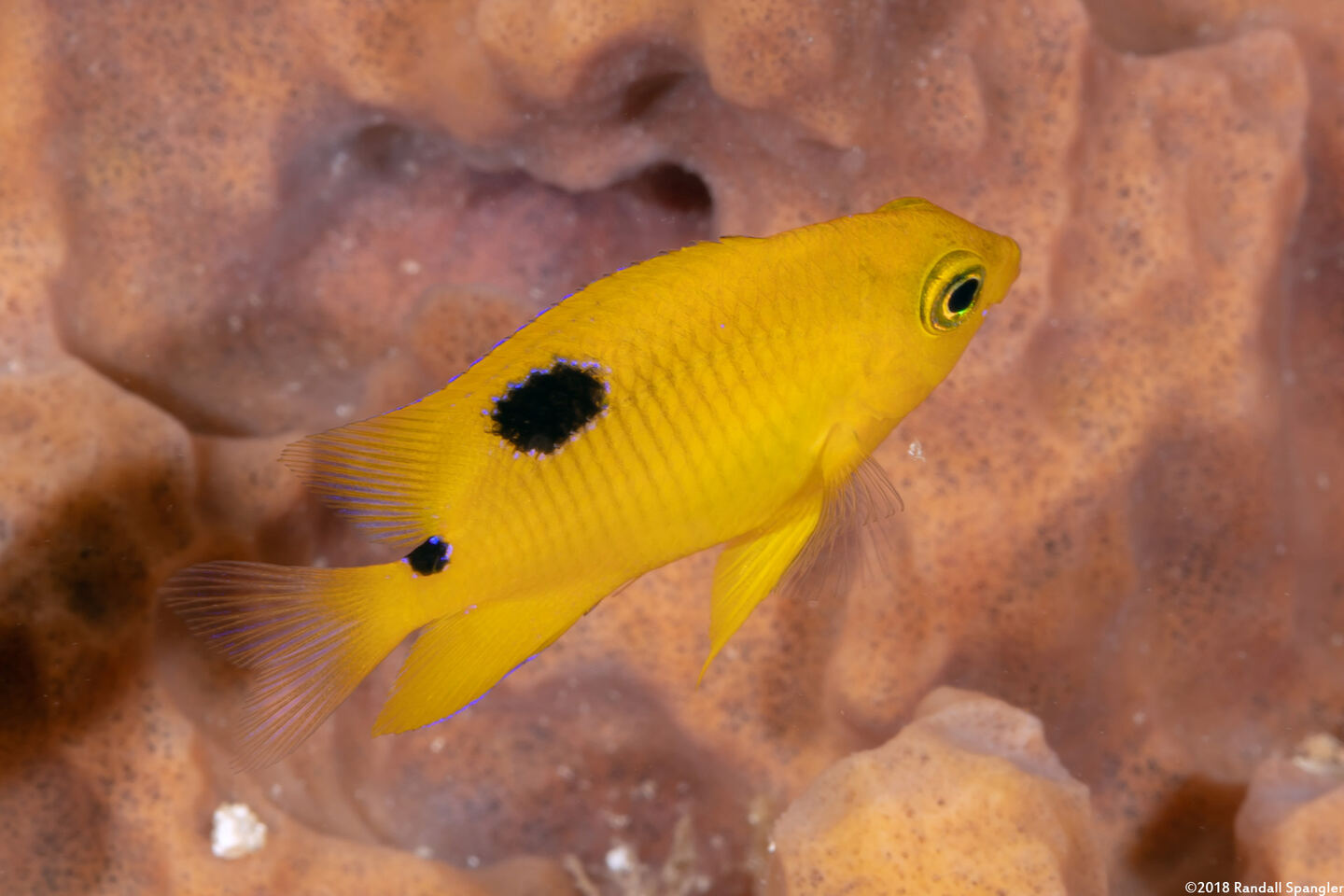 Stegastes planifrons (Threespot Damselfish)