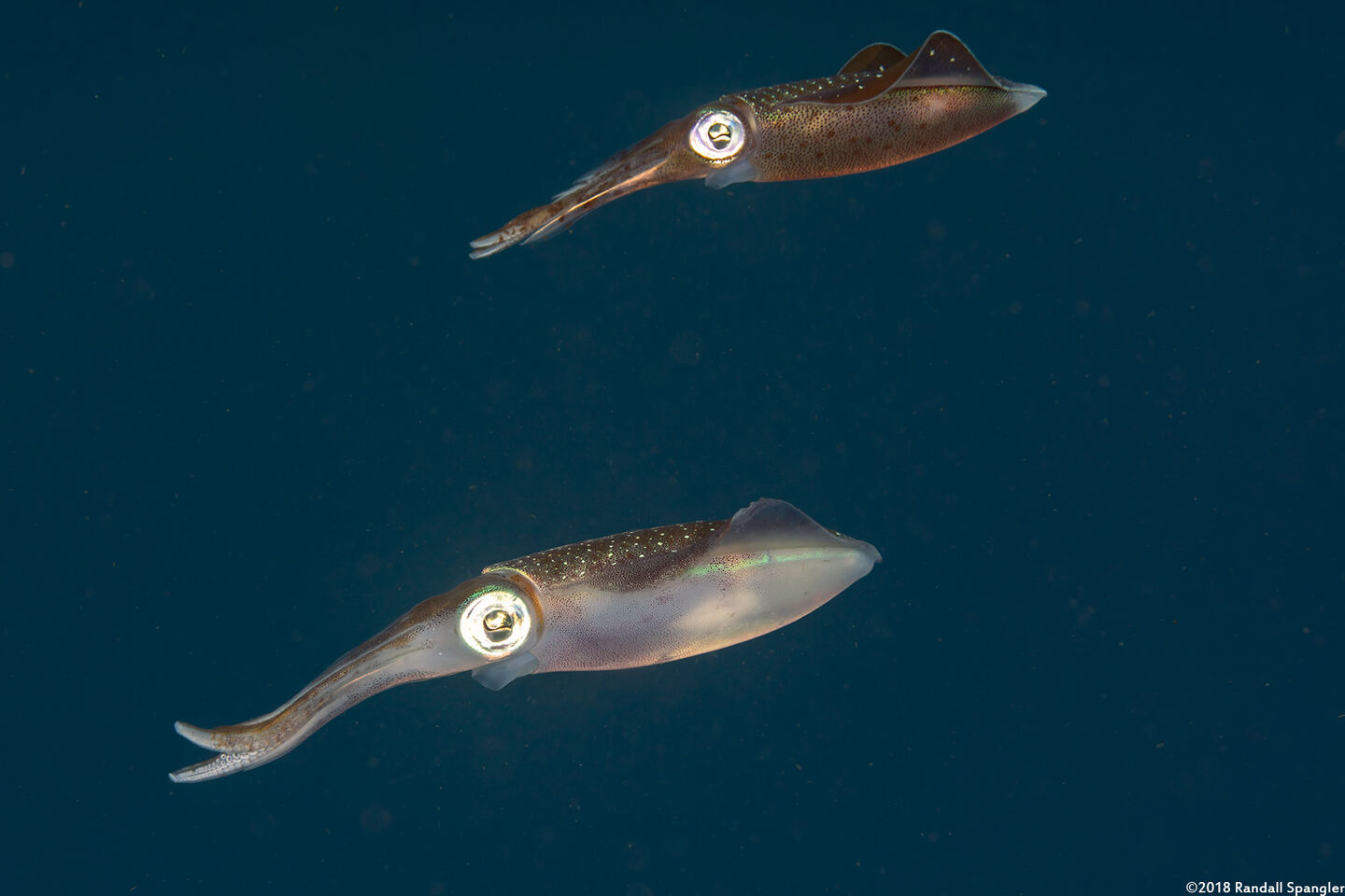 Sepioteuthis sepioidea (Caribbean Reef Squid)