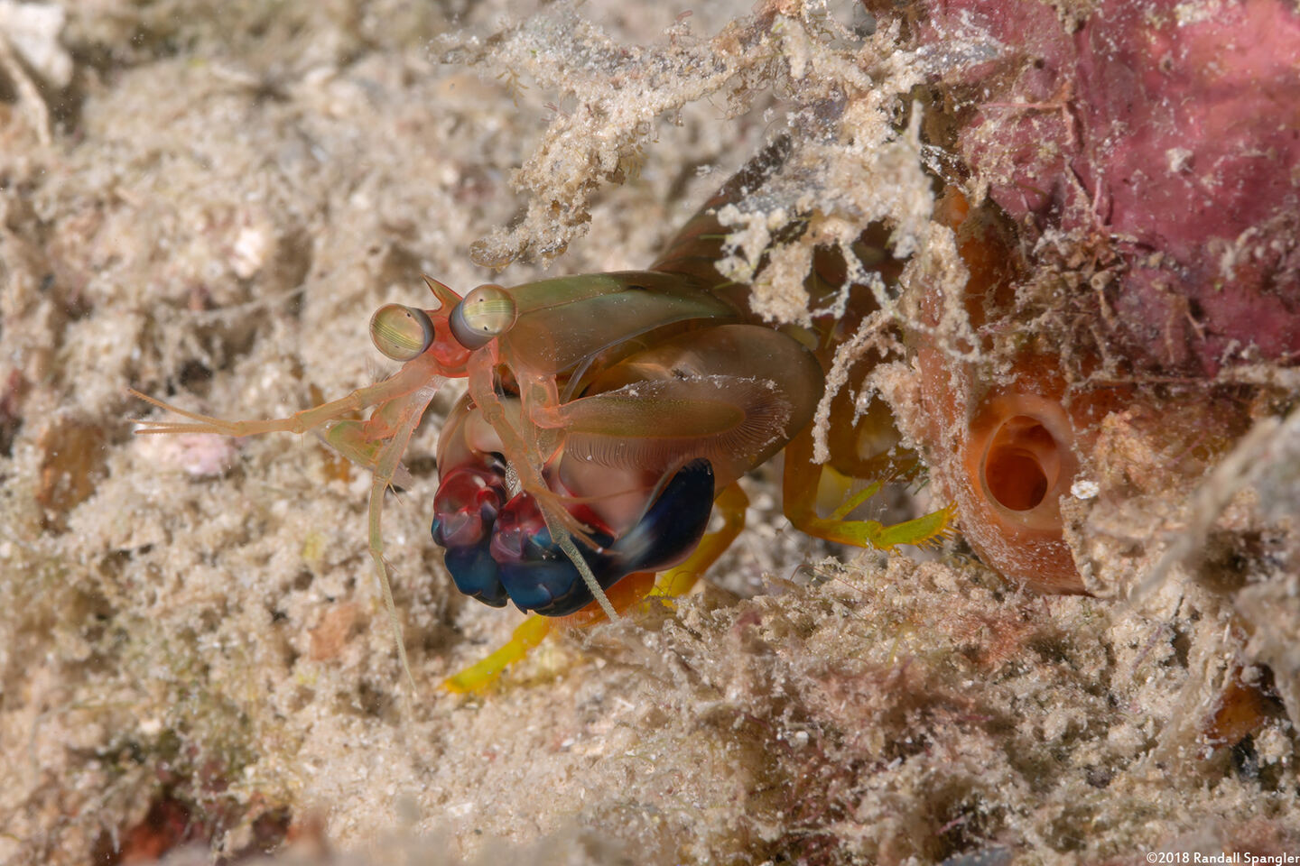 Neogonodactylus curacaoensis (Dark Mantis Shrimp)