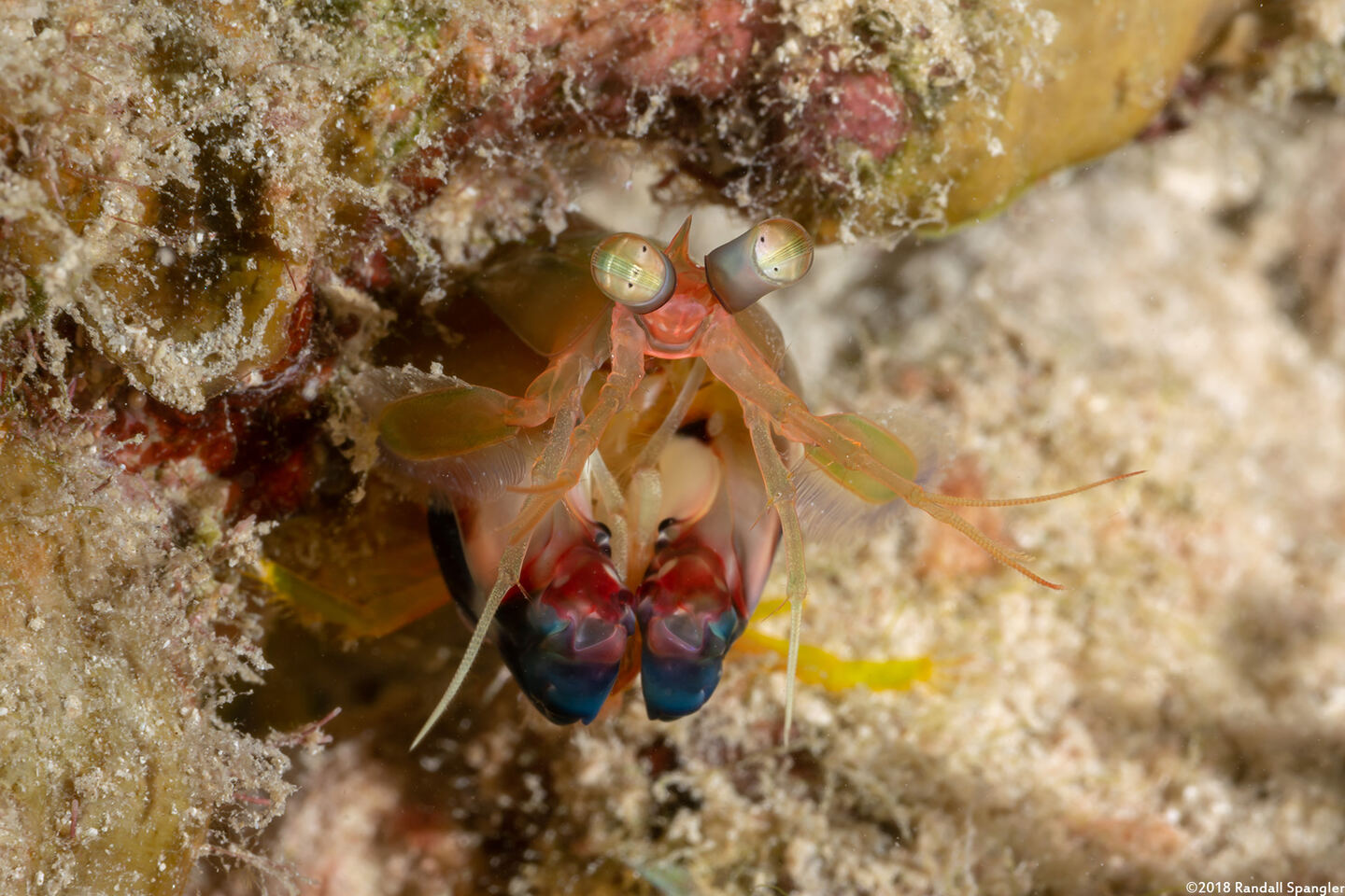 Neogonodactylus curacaoensis (Dark Mantis Shrimp)