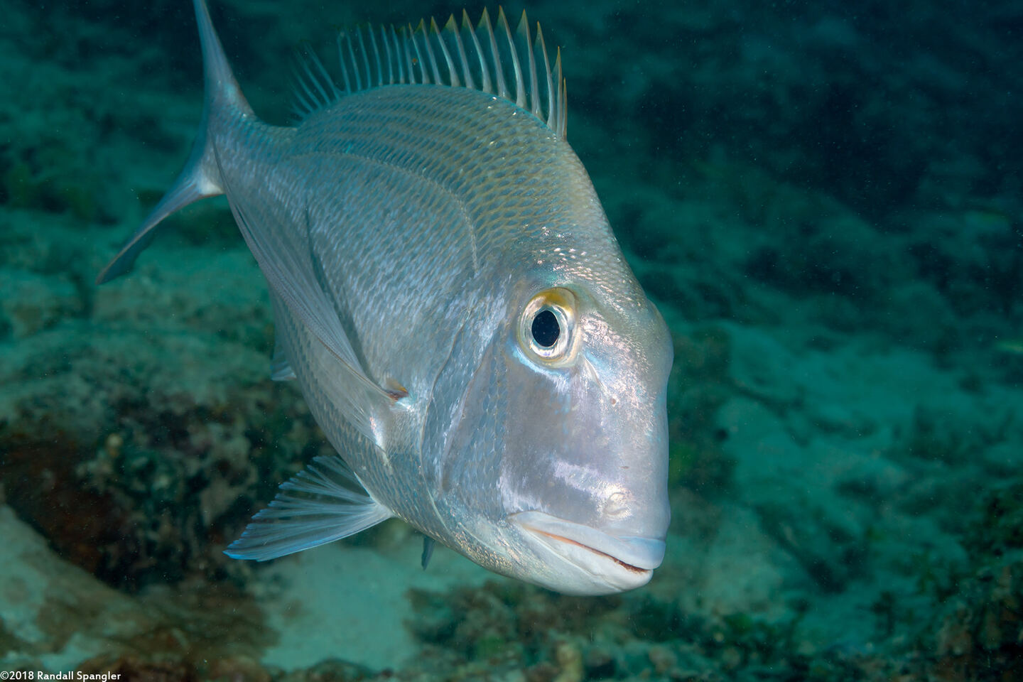 Calamus bajonado (Jolthead Porgy)