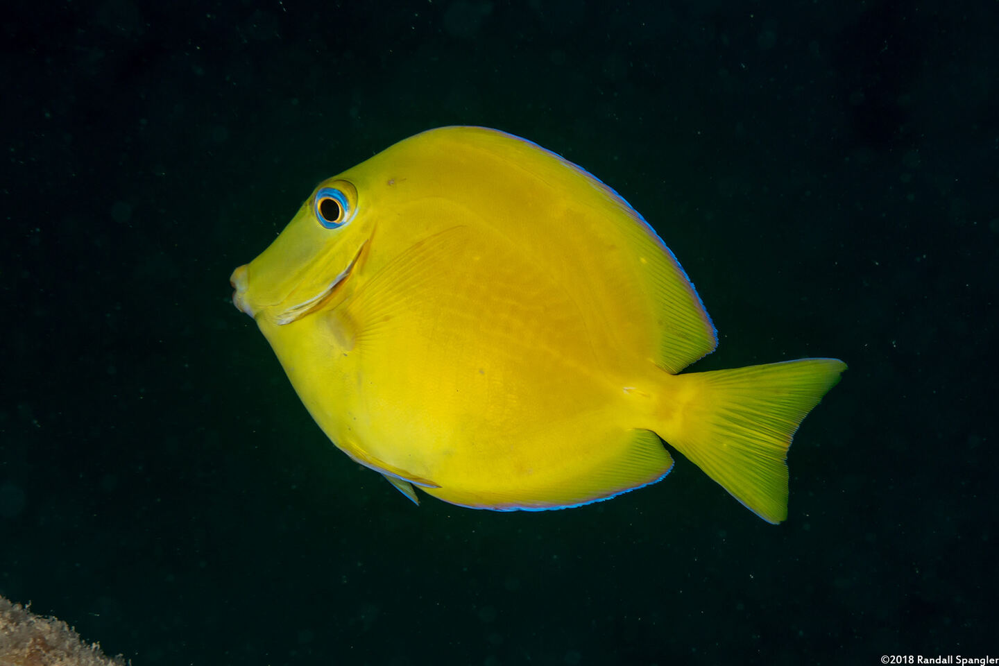 Acanthurus coeruleus (Blue Tang)