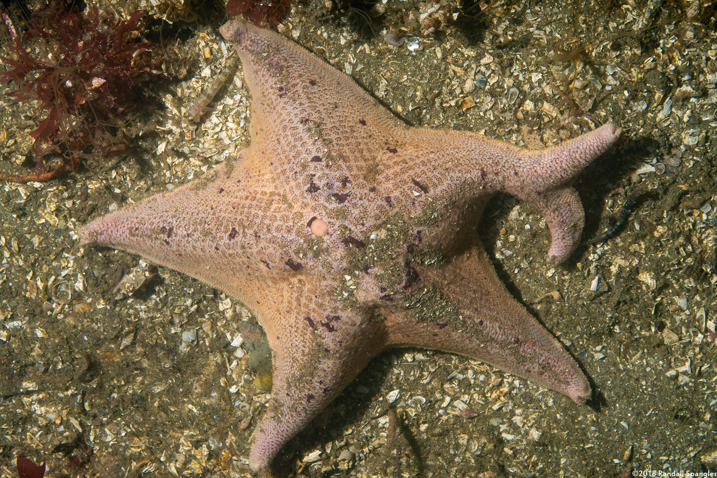 Patiria miniata (Bat Star); Unusual forked arm