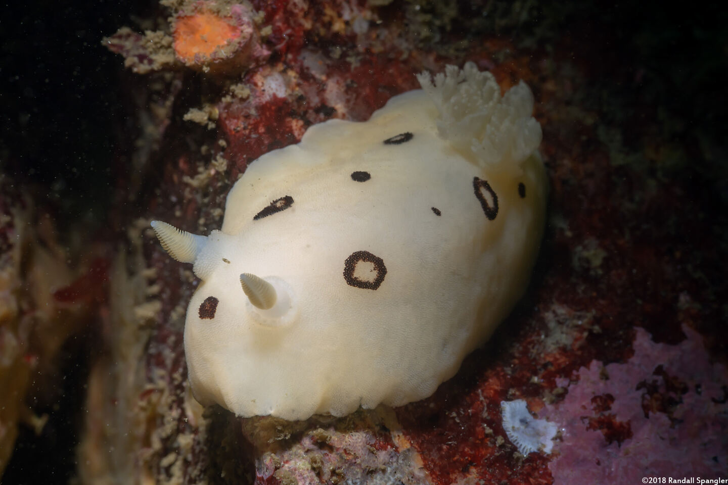 Diaulula sandiegensis (San Diego Dorid)