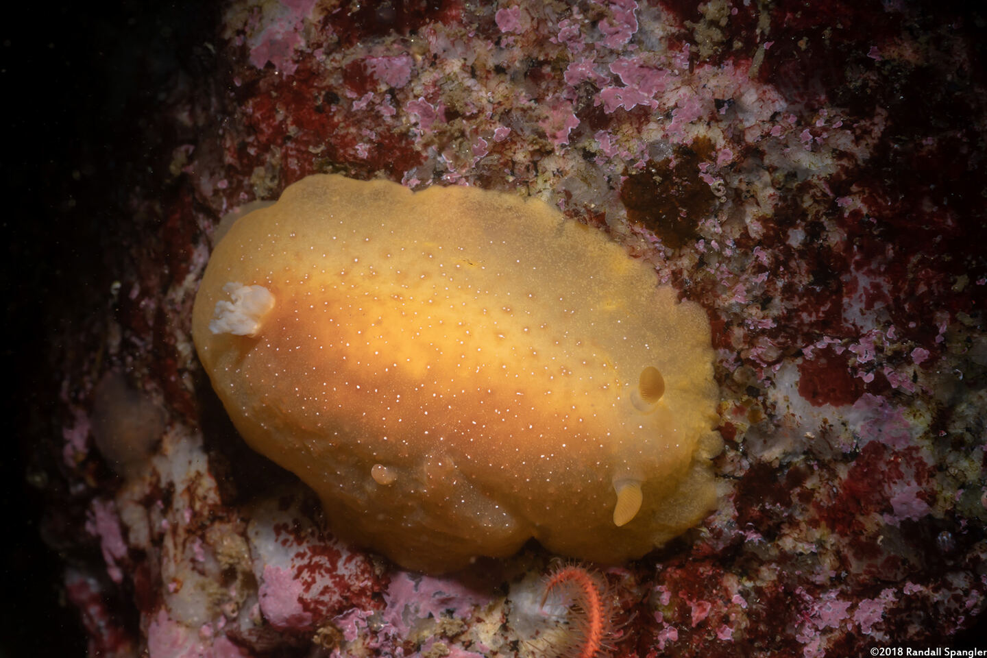 Doriopsilla fulva (White-Speckled Dorid)