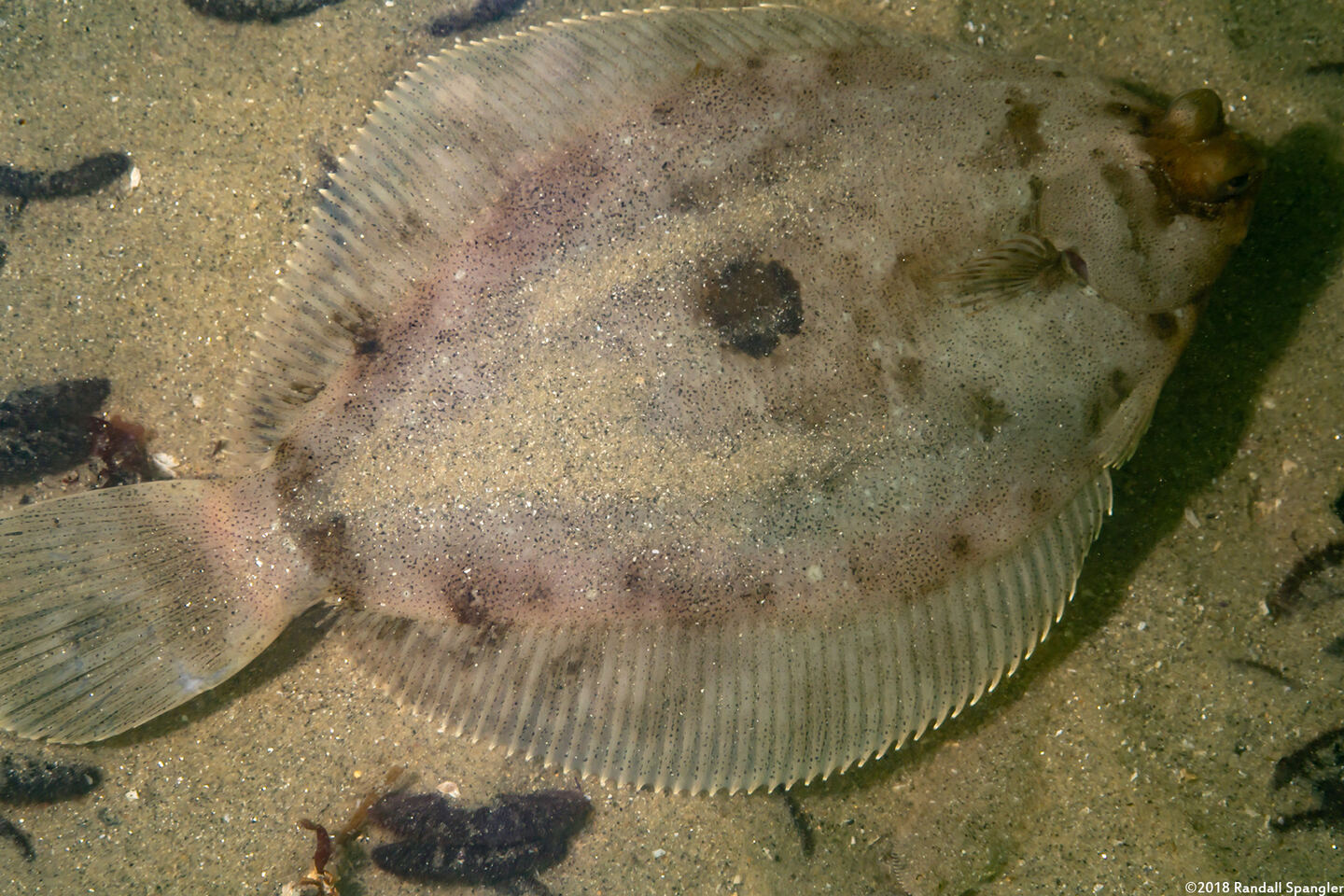 Pleuronichthys coenosus (C-O Sole)