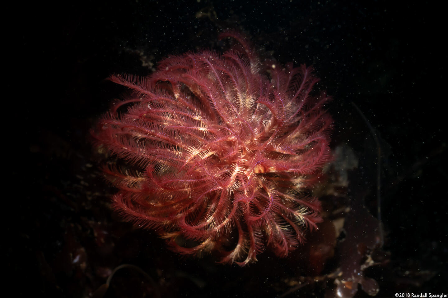 Sabellidae sp.6 (Banded Feather Duster Worm)