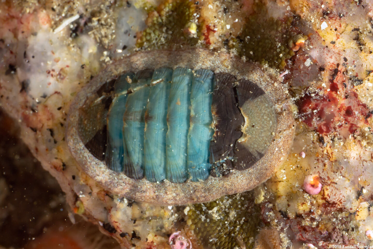 Lepidozona radians (Lepidozona Radians)