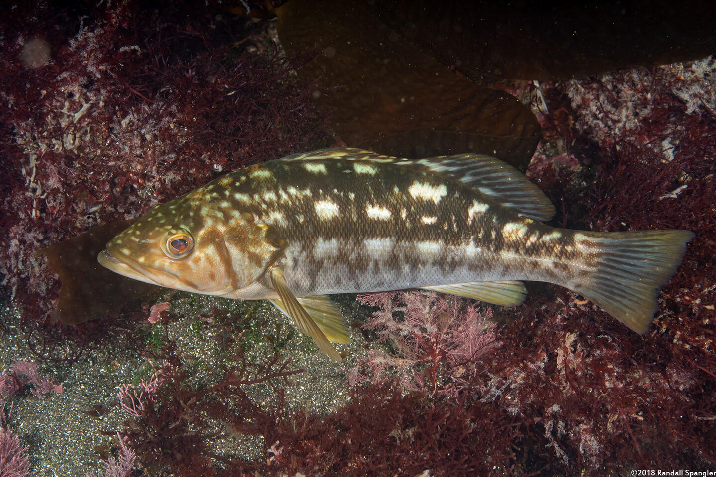 Paralabrax clathratus (Kelp Bass)