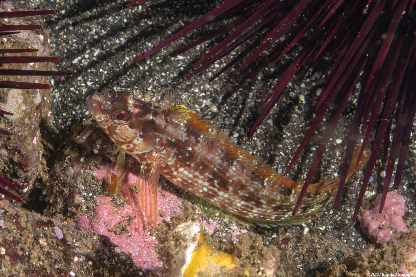 Alloclinus holderi (Island Kelpfish)