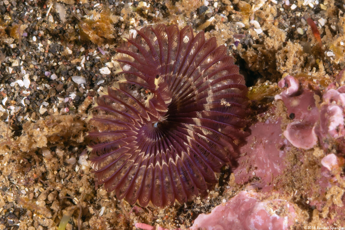 Acromegalomma sp.1 (Sabellid Worm)