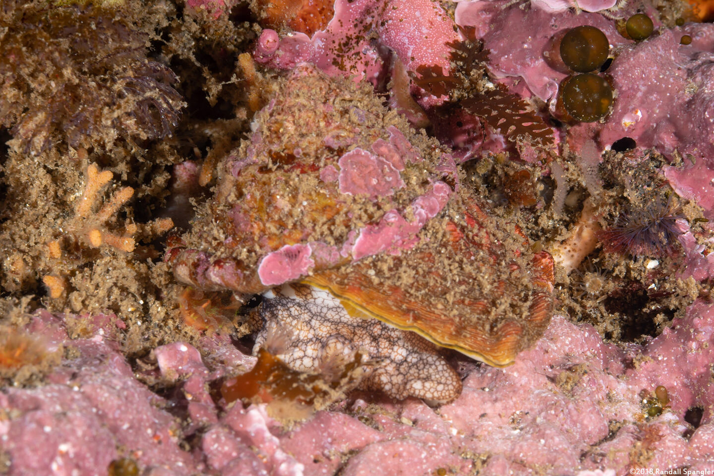 Megastraea undosa (Wavy Turban Snail)