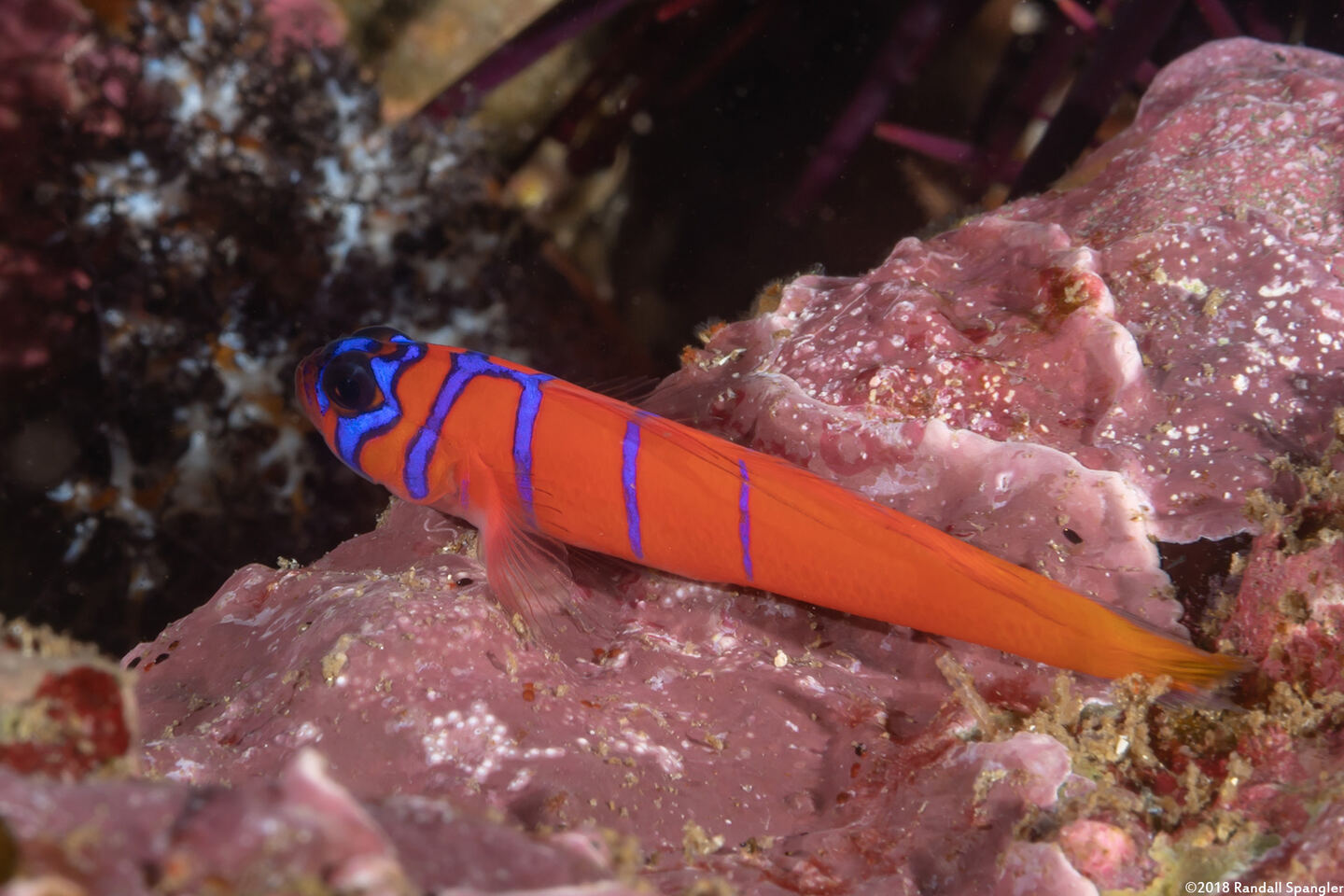 Lythrypnus dalli (Bluebanded Goby)