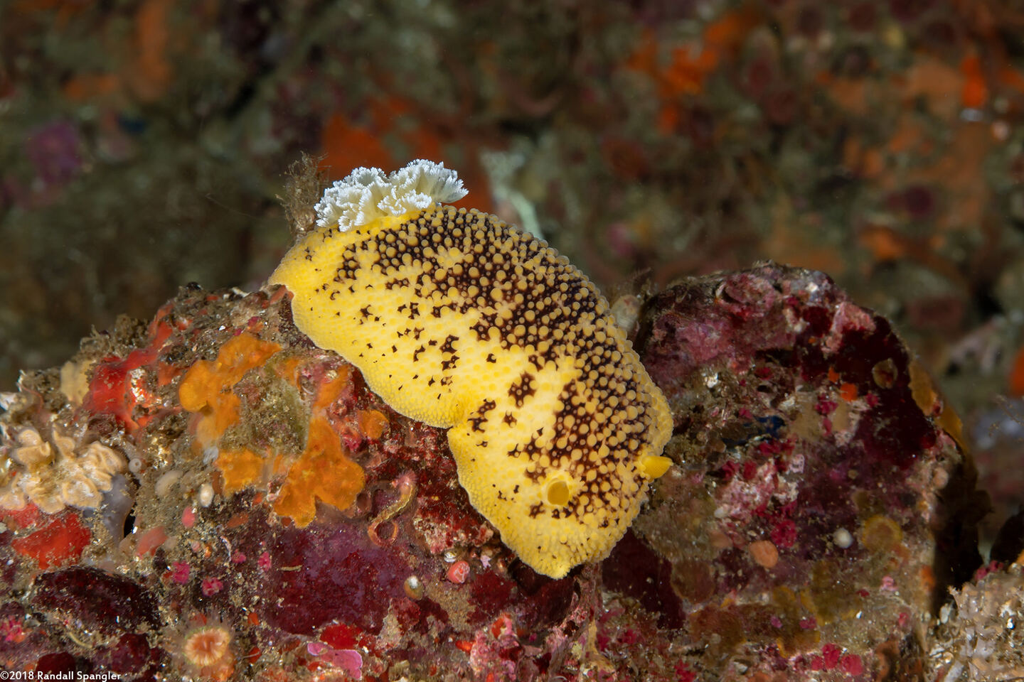 Peltodoris nobilis (Sea Lemon)