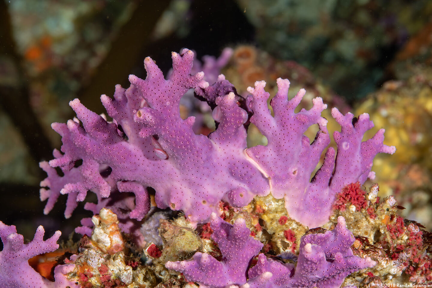 Stylaster californicus (California Hydrocoral)